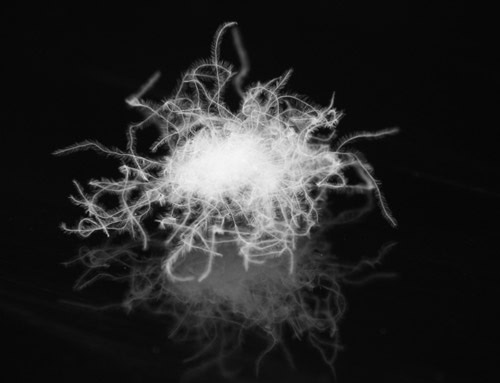 850 FP Diamond Grade White Polish Goose Ethical Down